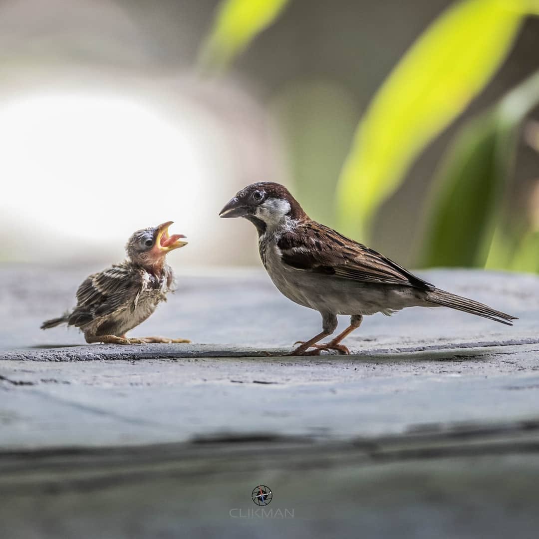 The Hungry Fledgling or Lessons in the Sun